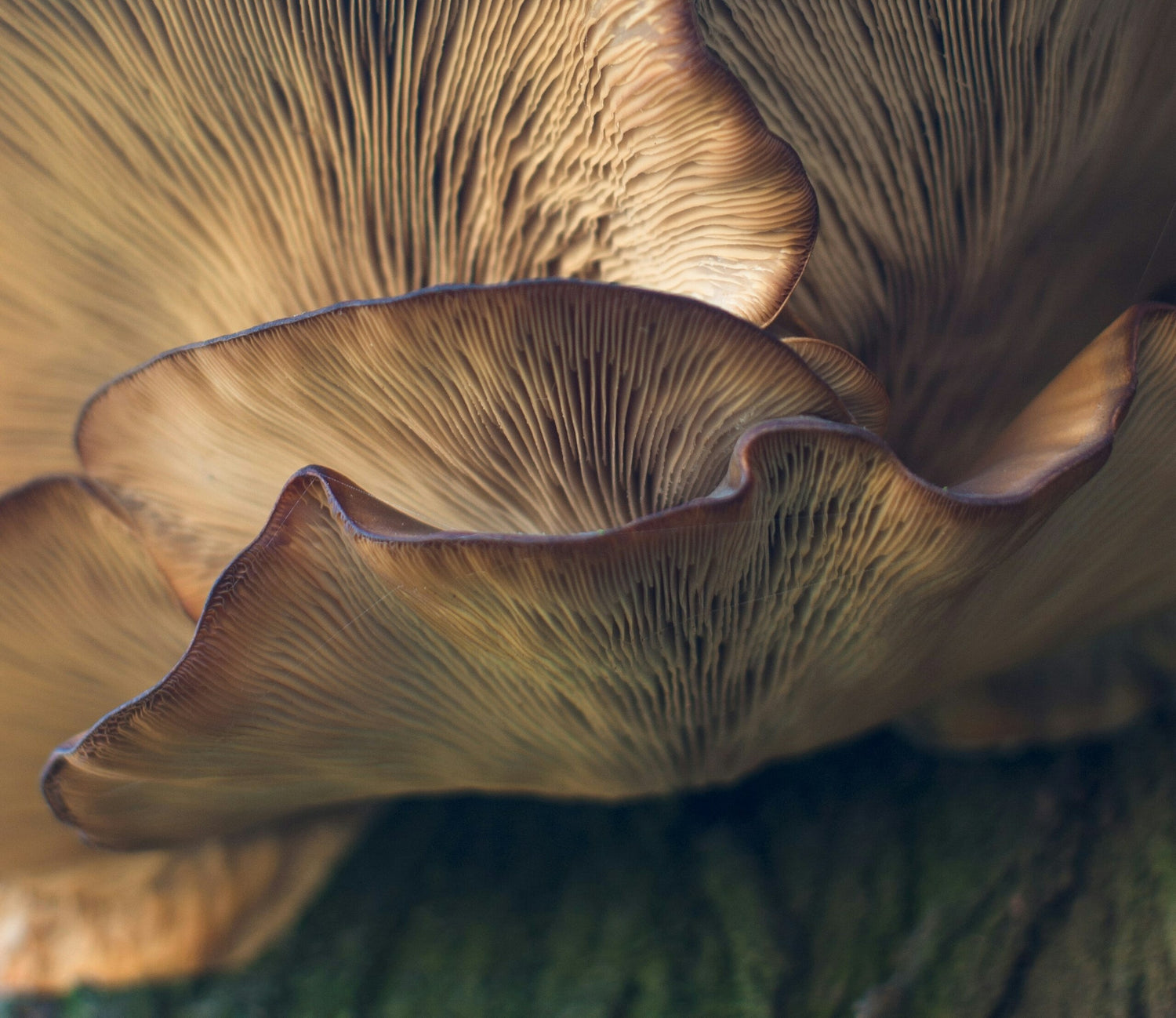 A serene, lush forest clearing, with rays of sunlight streaming through the canopy onto a variety of colorful, organic mushrooms growing naturally. Each mushroom glows slightly, symbolizing their pote